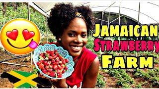 COUNTRY LIFE IN JAMAICA //ORGANIC STRAWBERRY FARM TRELAWNY 2020//LIFE OF SAPHOYA #FARMING