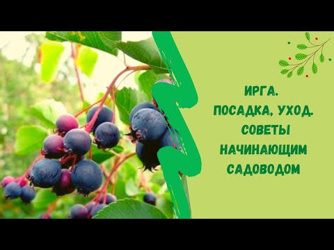 🌳Ирга. Посадка уход. Советы начинающим садоводом