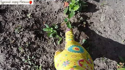 🌳Ирга. Посадка уход. Советы начинающим садоводом