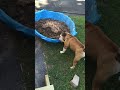 Just a teething baby #dogs #funny #bulldog #cute