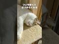 【保護猫】朝から日光浴しながら寝落ちする猫