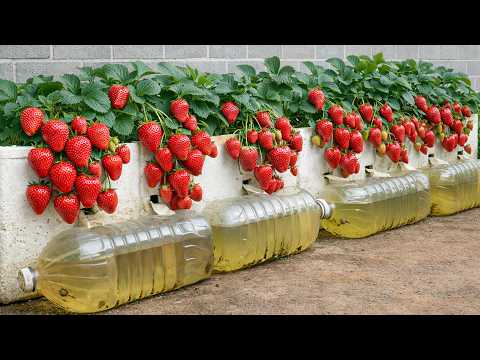 No Garden? Grow Strawberries in a Self-Watering Styrofoam Box for Fresh Harvests