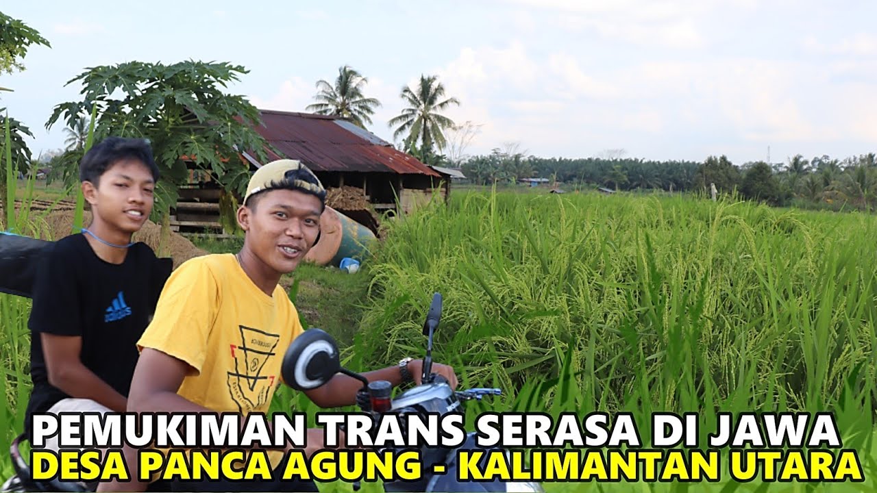 PERTANIAN WARGA JAWA DI PEMUKIMAN TRANSMIGRASI DESA PANCA AGUNG, BULUNGAN, KALIMANTAN UTARA