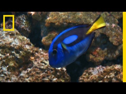 How Will 'Finding Dory' Affect Wildlife? | National Geographic