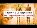 Épisode 12 - Podcast Découverte de la Physiologie - La respiration : de l’organisme à la cellule