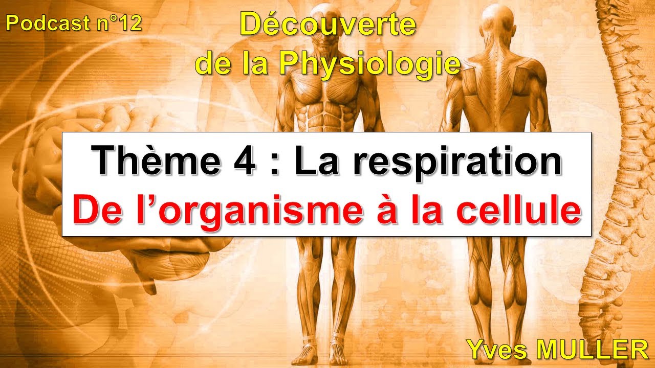 Épisode 12 - Podcast Découverte de la Physiologie - La respiration : de l’organisme à la cellule