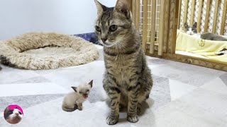 Tiny Rescued Kitten Taken to the Vet for the Due to Physical Unexpected Abnormalities by ねこぱんちParaguay 175,891 views 3 months ago 11 minutes, 47 seconds