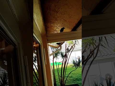 Mookie And A Mookie Imposter Squirrel Squirrels Wildlife Bluejay