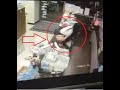 (Video) 'Dia Kencing Atas Kaunter Pula...'