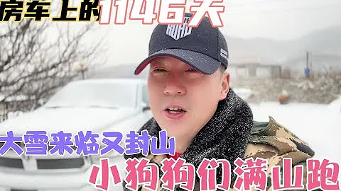 大雪来临又封山、流浪狗们不怕冷满山随便跑、年宝怕冷瑟瑟发抖【房车兵哥之旅】 - 天天要闻