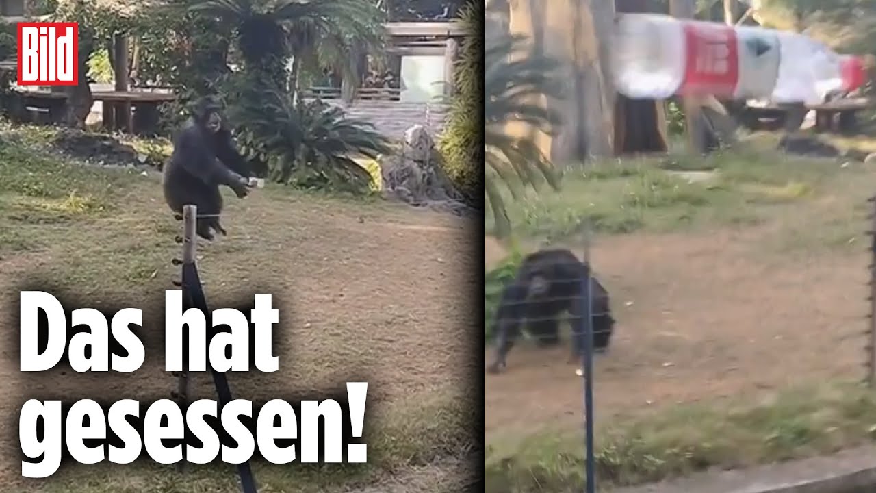 Gorilla teilt wunderschönen Moment mit Baby und Mutter 🥺❤️