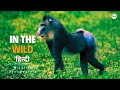 Predators in the wild     wildlife documentary in hindi