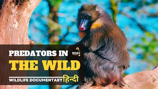 Predators in the Wild - हिन्दी डॉक्यूमेंट्री | Wildlife documentary in Hindi