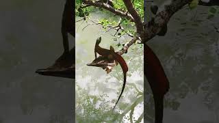 Lizard Is It A Philippine Sailfin Lizard? Native As Ibid?