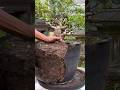 The rott is so full it's like a cake. #bonsai #caraperawatanbonsai #bonsaitree #nature