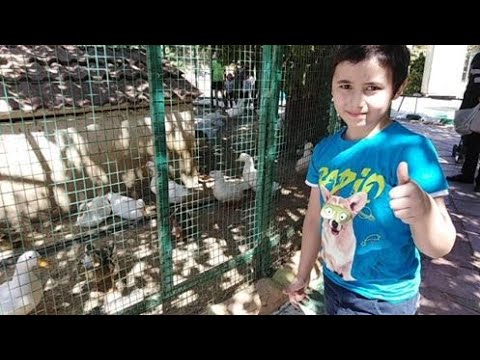 Reproductor de vídeo de YouTube
