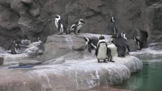 Details test with penguins (mp4) Update