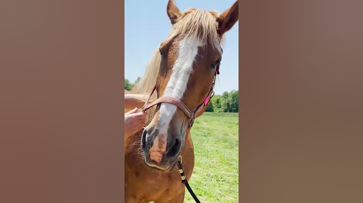 *INSTANT REACTION* QUICK HORSE NECK ADJUSTMENT 🐴 Animal Chiropractor