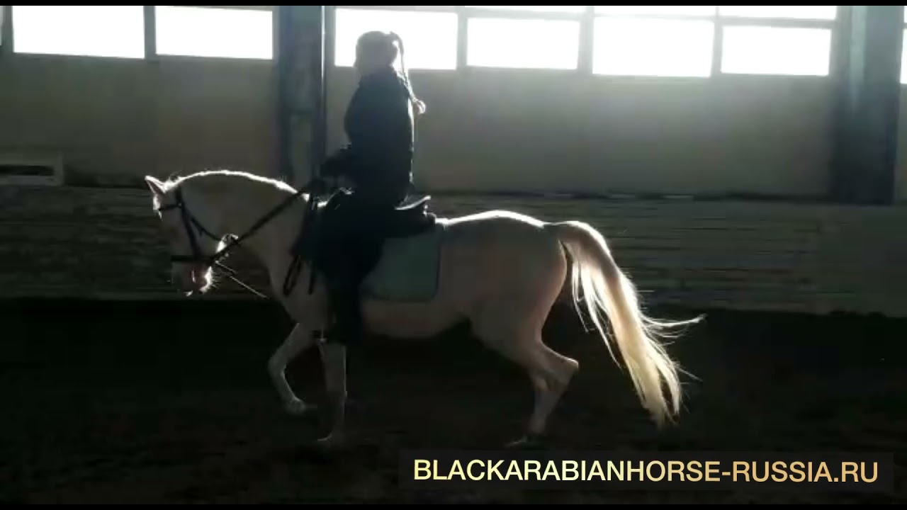 Две кобылки в юбках попадаются на объектив камеры