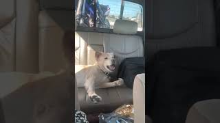 Dog Woke up after a Nap on Truck’s Back Seat