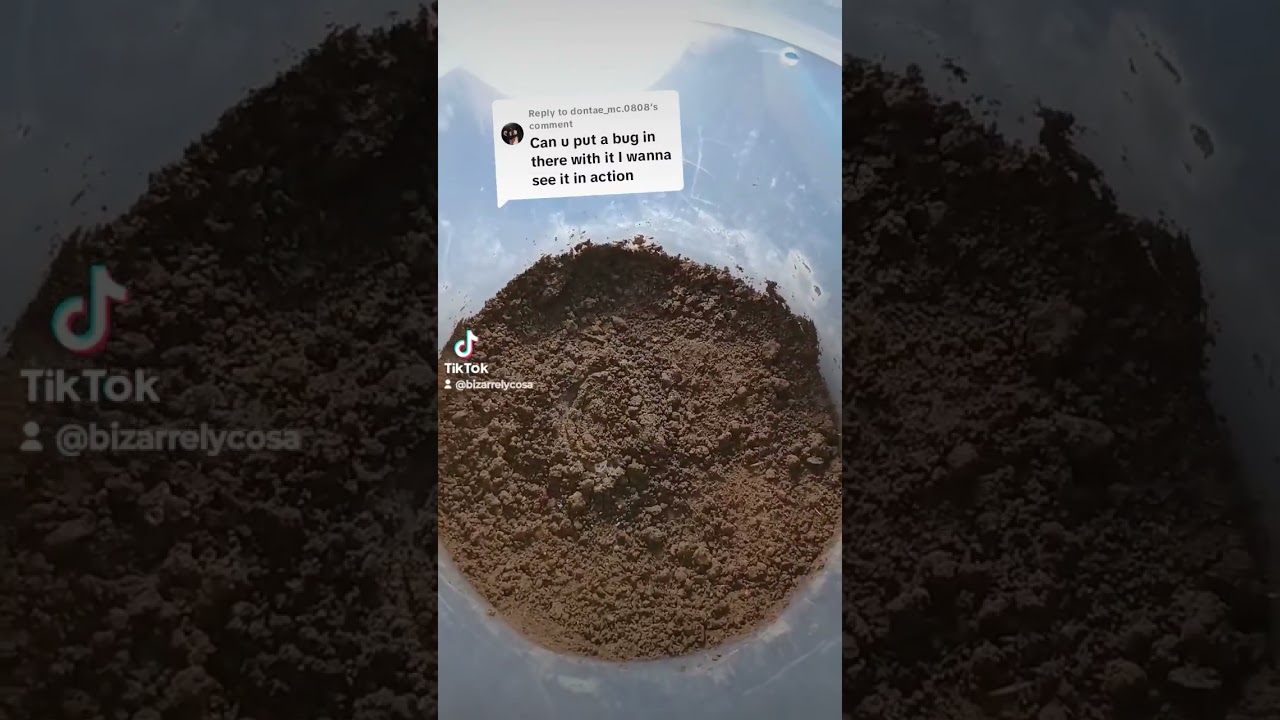 Trapdoor Spider Feeding (Arbanitis gracilis)  