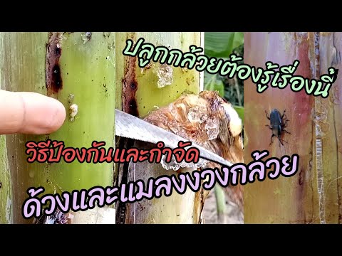 วีดีโอ: ปัญหาต้นกล้วย - จะทำอย่างไรกับแมลงและโรคของต้นกล้วย