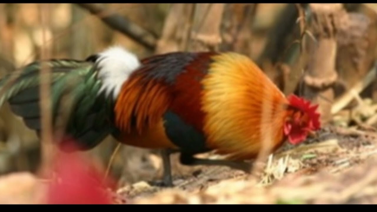 19 ກຸມພາ 2026