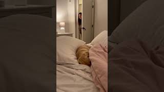 Nici Pe Telefon Nu Pot Sta Linitit  fyp funny viral funnys dog doglife