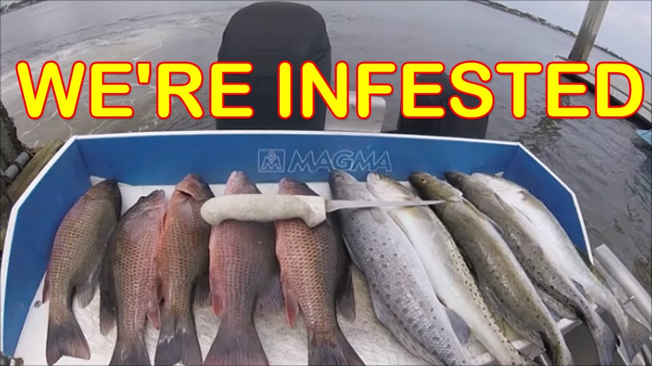 Invasive'' Mangrove Snappers in Jacksonville - YouTube