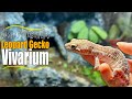 【レオパビバリウム】奇形のレオパの為に岩山のおうちを作りました~Leopard Gecko Vivarium~