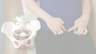 Famous Pelvic anatomy 101 | Connect PT Profile