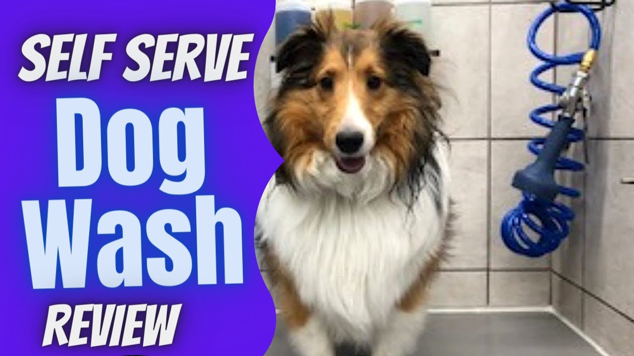 doggy dog wash