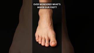 Whats Really Inside Our Foot?