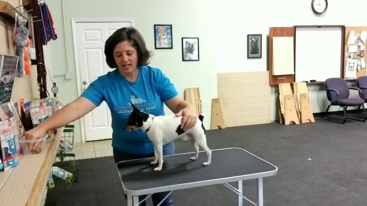 Teaching Your Small Dog to Enjoy Vet Care and Handling YouTube