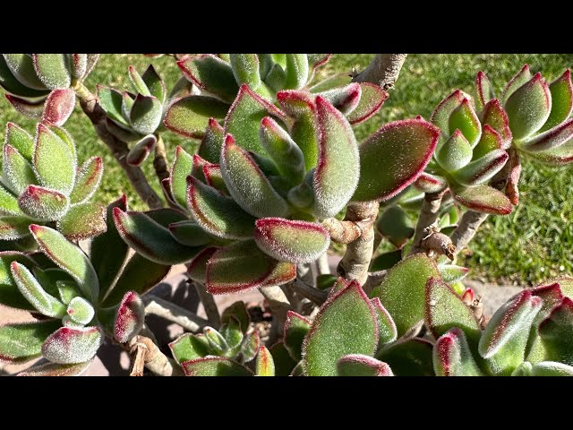 garden seeds organic Cool Season Garden Seed Collection – Redwood Seeds main image 1