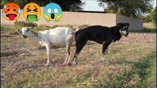 Guy Comes Home From Work With A Stray Dog |The Dodoo🥰,bdb