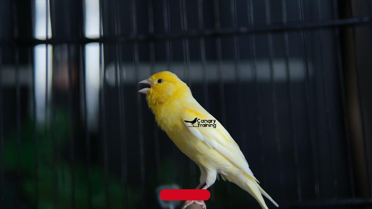 Photo inspiration: Canary Singing Video The Best Canary Training Song Photo Inspiration