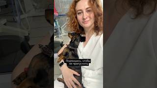 Вет врач анестезиолог Переверзева Екатерина Александровна #katanest #anesthesia #наркоз #такса #пёс