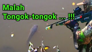 Ikan gabus pada nongol di pinggiran, melipir parit dan sungai mencari ikan setelah banjir di Demak