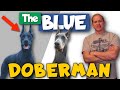 The Blue Doberman: Health, Price, Footage, and More