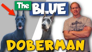 The Blue Doberman: Health, Price, Footage, and More screenshot 5