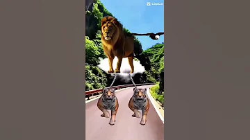 قد لا يعرف الأسد كل مخلوق في الغابة لكن كل مخلوق يعرف الأس 