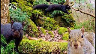 Cat/Dog TV 4K: April Forest 🐿️ Squirrel Action!  Episode 198