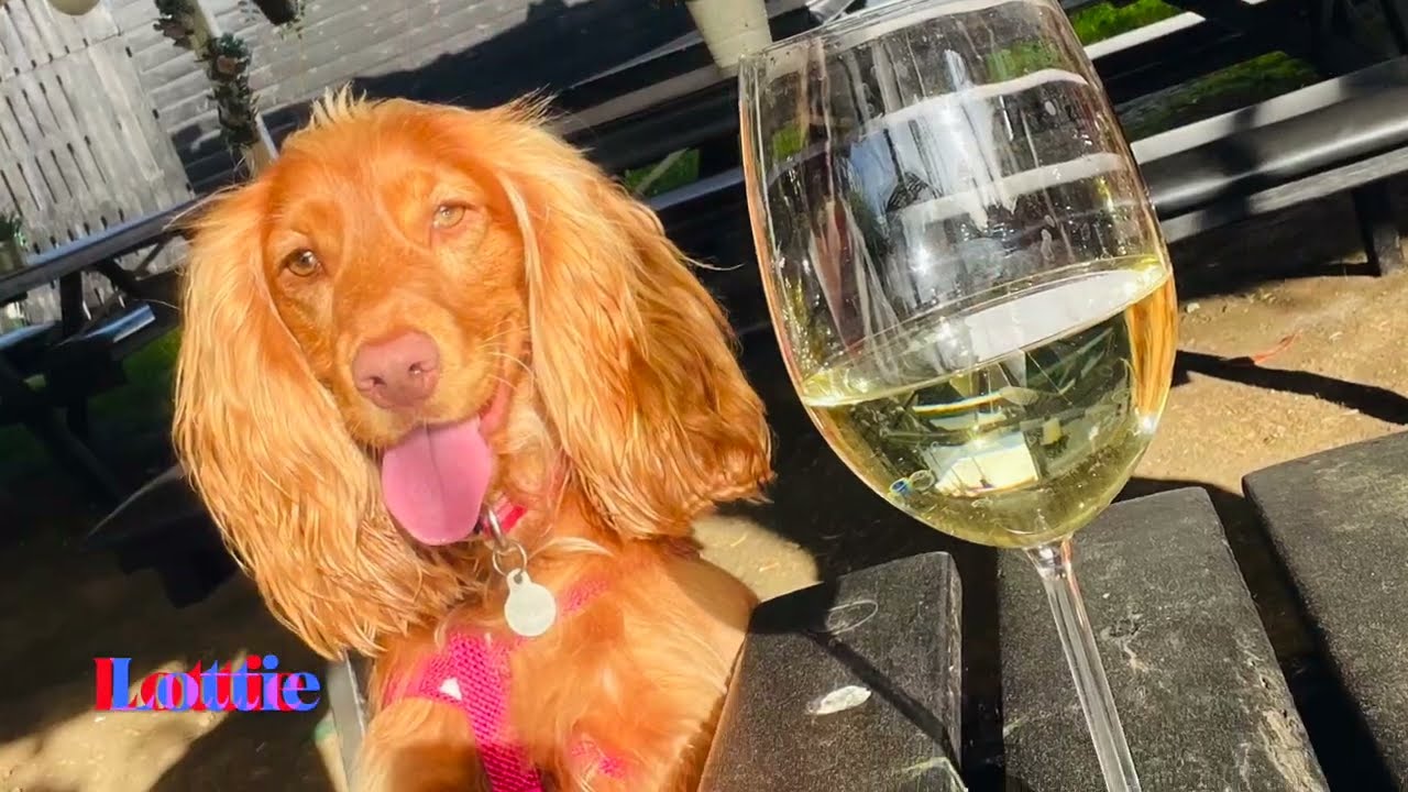 Finding dog friendly pubs in Milton Keynes ....