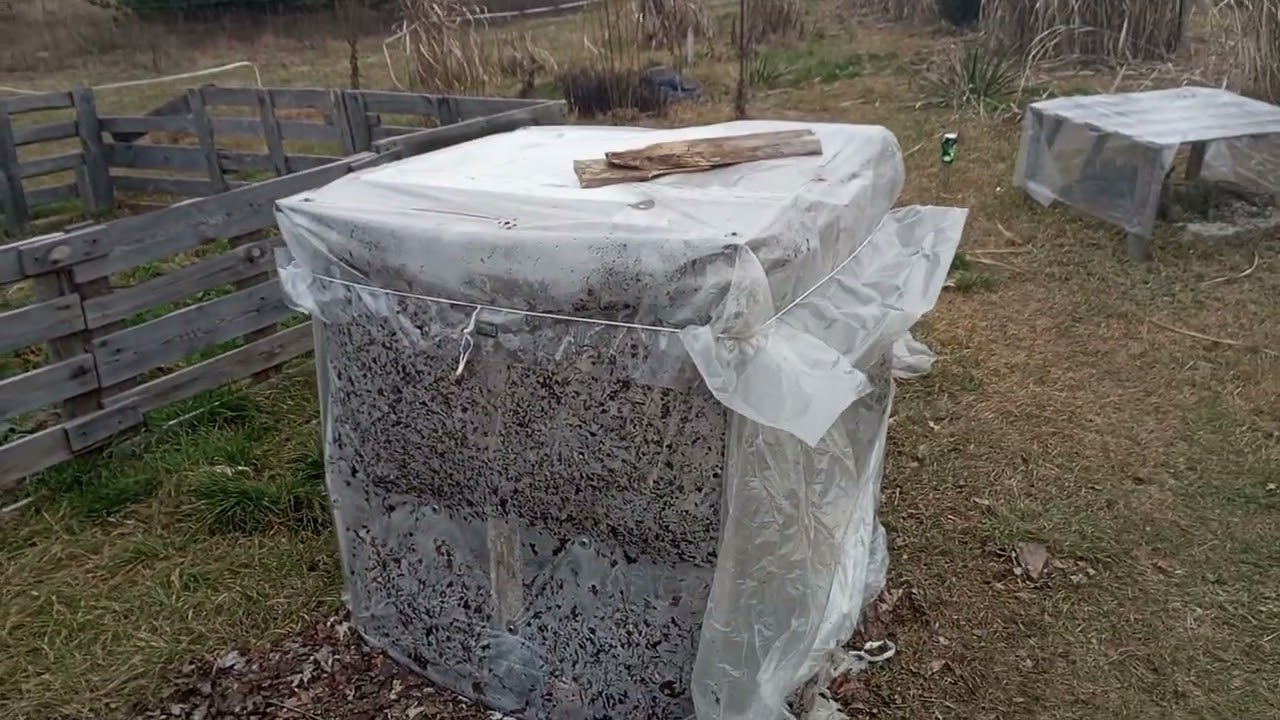 (361) Эвкалипт и араукария на участке, температура в несколько холодных ночей и влияние зимних ук...