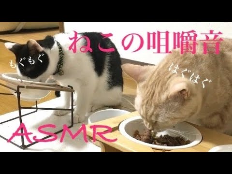 【ASMR】猫の咀嚼音【ご飯の時間】
