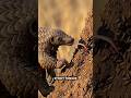 🛡️ The Animal Built Like a Tank #Pangolin #wildlife #shorts