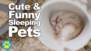 Cute & Funny Sleeping Pets Bertie, Elizabeth, John & Potium
