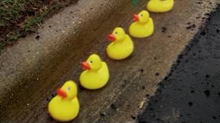 Rubber Ducks