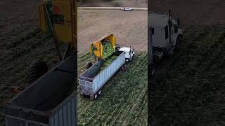 Best Machine Ever? Watch This Corn Harvester Work #farming #agriculture #farmer #harvester #shorts